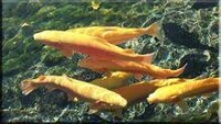 金鱒魚