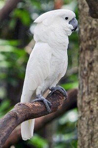 白鳳頭鸚鵡（圖5）