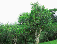 茶樹喬木型