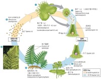 蕨類的生活史和有性生殖