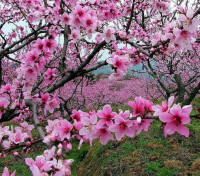 桃花園