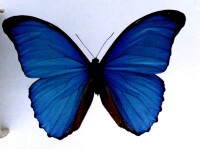 奧林藍閃蝶