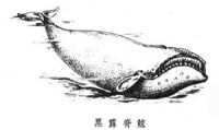 露脊鯨科