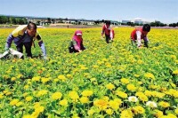 秦王川農業高新技術綜合開發示範基地