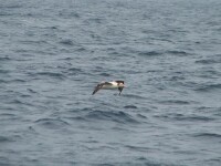 短尾信天翁5-亞成鳥和成鳥