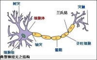 施旺細胞