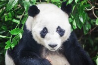 大熊貓“明浜”