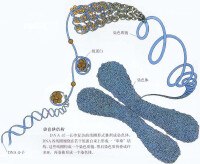 染色體