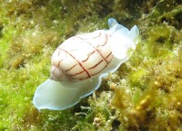 （圖）一隻在澳大利亞悉尼岸邊的艷捻螺科（bullinidae）的紅線泡螺 