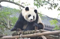 仙芝竹尖熊貓生態園
