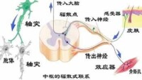 中樞興奮