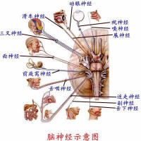 大腦神經部位