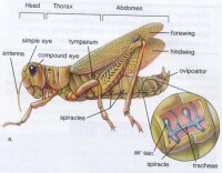 蝗蟲生理結構