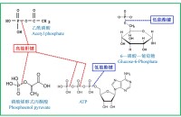 圖1 一些化合物的高能磷酸鍵