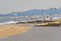 龍口濱海旅遊度假區濕地