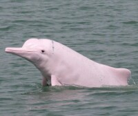 白海豚[海洋生物鯨類品種之一]