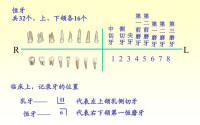 牙的種類和排列2