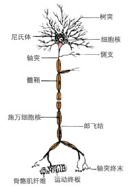 神經組織