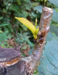 芽接法