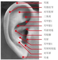 耳朵結構圖