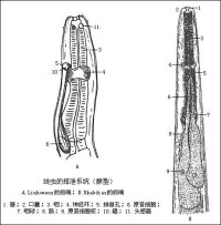 線蟲動物