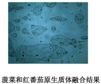 原生質體融合