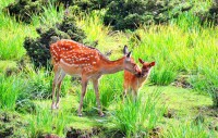 壽鹿山森林公園