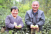 雙福鎮林園村茶農喜豐收