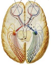 角膜反射相應的神經傳導通路