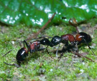弓背蟻屬（Camponotus）