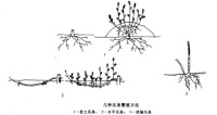 壓條繁殖