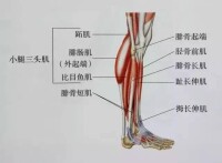 小腿前區肌肉