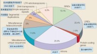 轉座子的墳場——人類基因組