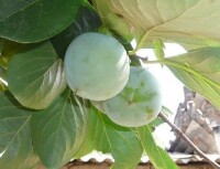江蘇省井頭鎮柿子種植