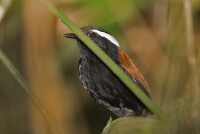 黑腹食蚊鳥