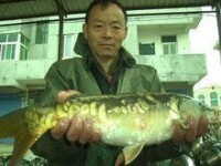 永泰鎮一位漁民從贛江捕獲一條“粗鱗鯉魚”
