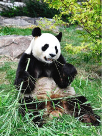 大熊貓“歡歡”