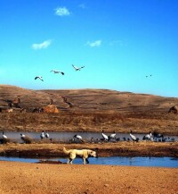 雲南大山包黑頸鶴國家級自然保護區