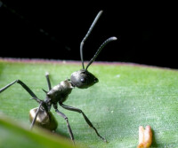 多刺蟻（Polyrhachis）