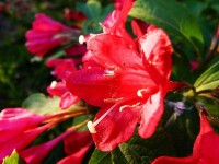 紅王子錦帶花的照片