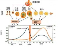 月經周期