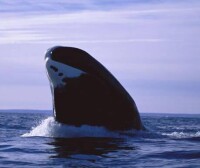 格陵蘭鯨