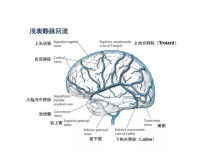 大腦大靜脈