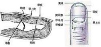 指甲組成名稱