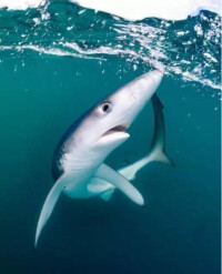 鯖鯊