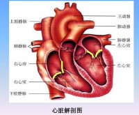 心臟解剖圖