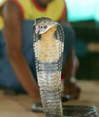 泰國眼鏡蛇