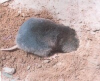 高原鼢鼠