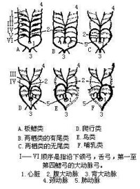 大動脈弓