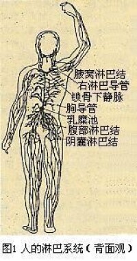 人的淋巴系統(背面)